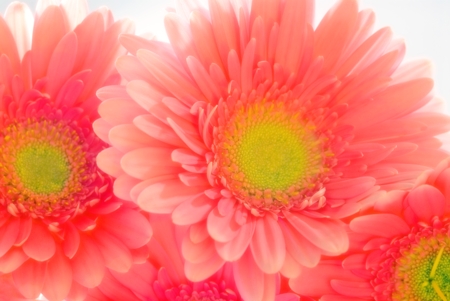 Gerbera