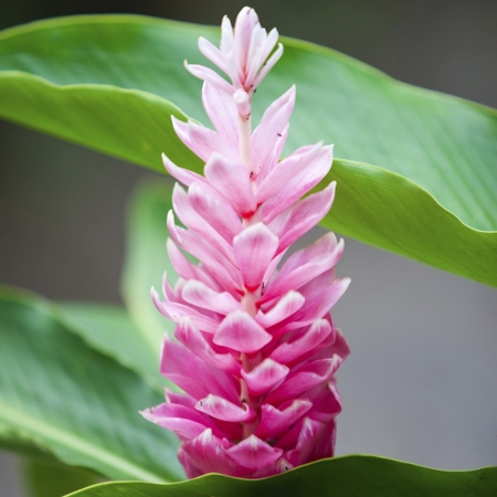 Ginger Flower