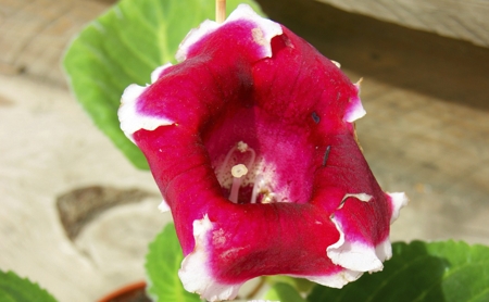 Gloxinia