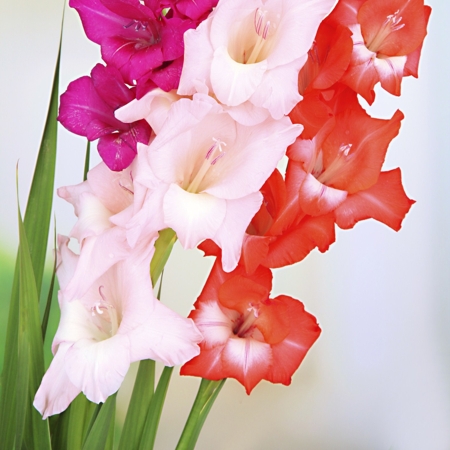 Gladiolus