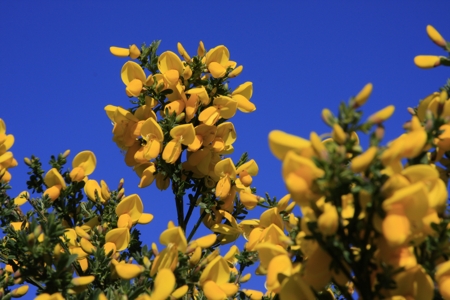 Gorse