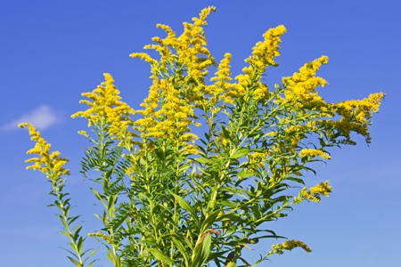 Goldenrod (Solidago)