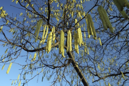 Hazel Flower