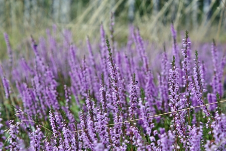 Heather Flower (Lavender)