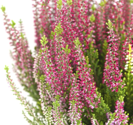 Heather Flower (Pink)