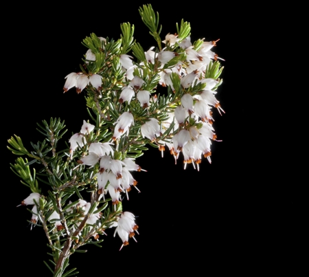 Heather Flower (white)