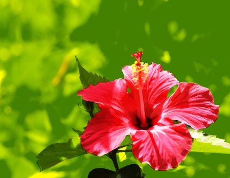 Hibiscus