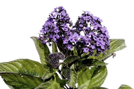 Heliotrope