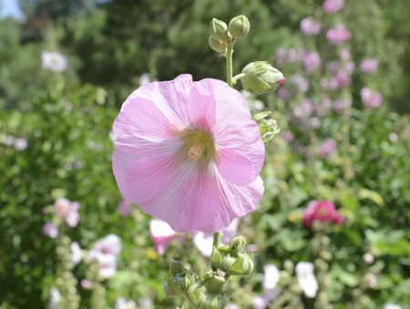 Hollyhock