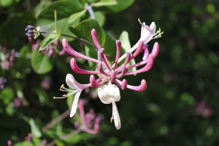 Honeysuckle