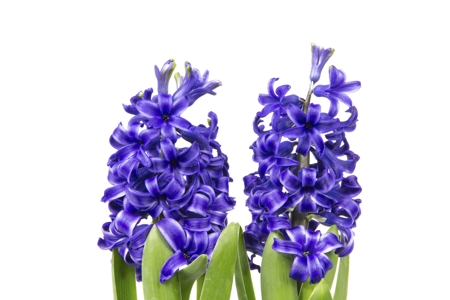 Hyacinth (Purple)