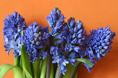 Hyacinth (Blue)