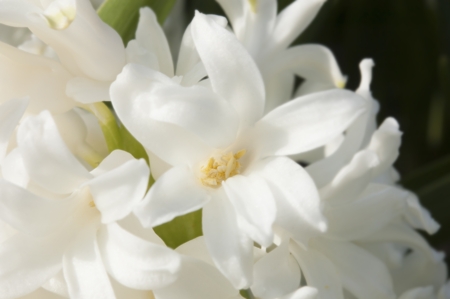 Hyacinth (White)