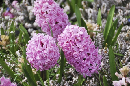 Hyacinth (Pink, Red)