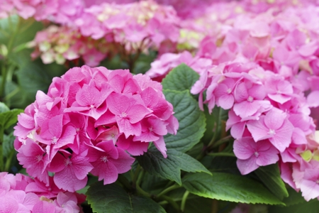 Hydrangea (Snowball Flower)