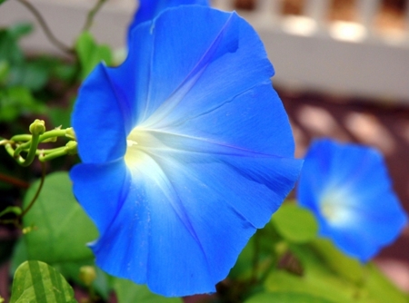 Ipomoea