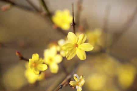 Jasmine (Yellow)