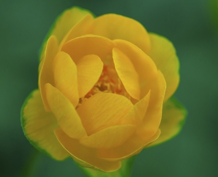 Kingcup (Marsh Marigold)