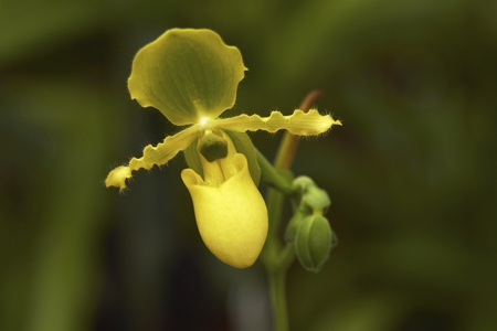 Lady's Slipper