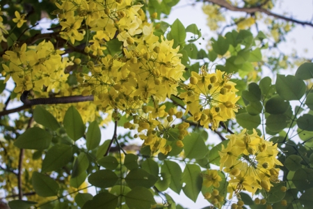 Laburnum