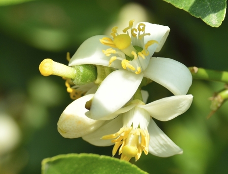 Lemon Blossom