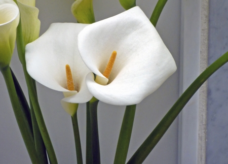 Lily(Calla)