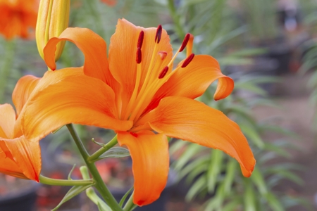 Lily (Orange)