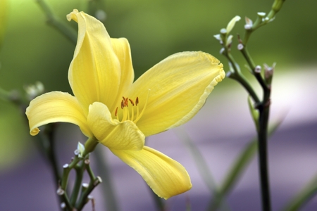 Lily (Yellow)