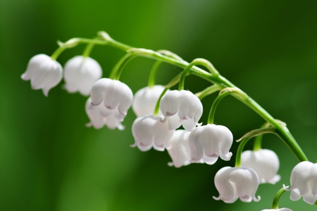 Lily-Of-The-Valley