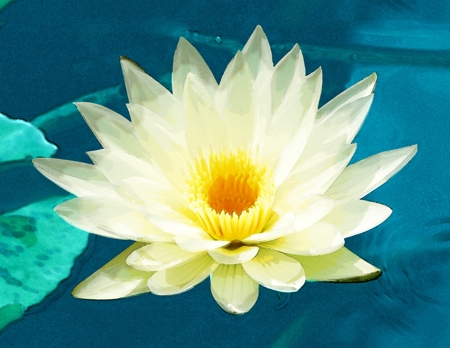 Lily (Water) or Lotus