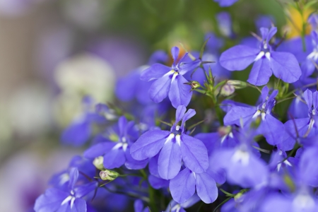 Lobelia