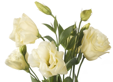 Lisianthus