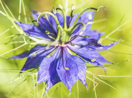 Love-In-The-Mist (Nigella)