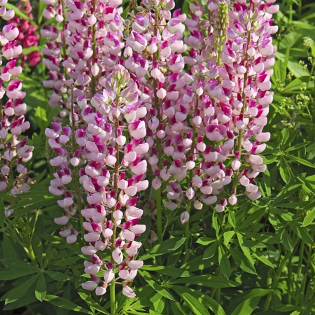 Lupine (Lupin)