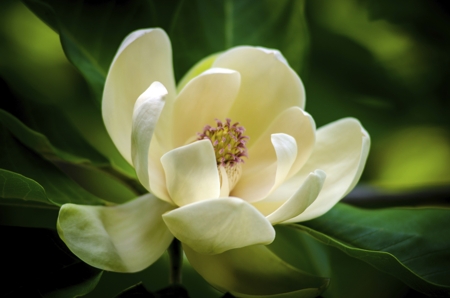 Magnolia