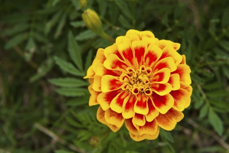 Marigold