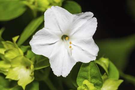 Marvel-Of-Peru (Four o'clock flower)