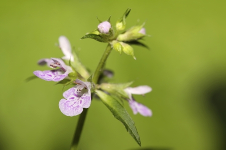 Motherwort