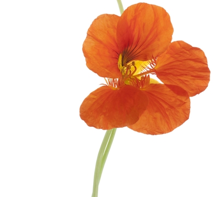 Nasturtium