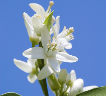 Orange Blossom