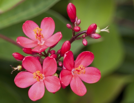 Oleander