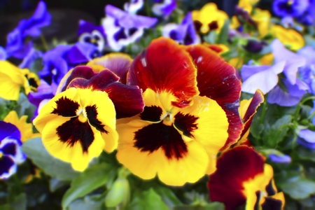 Pansy