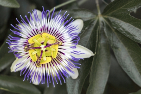 Passion Flower