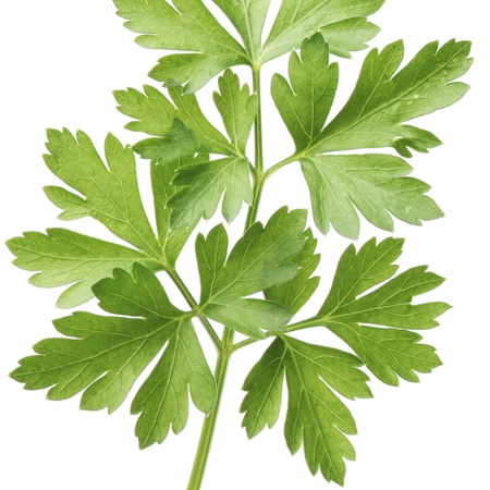 Parsley