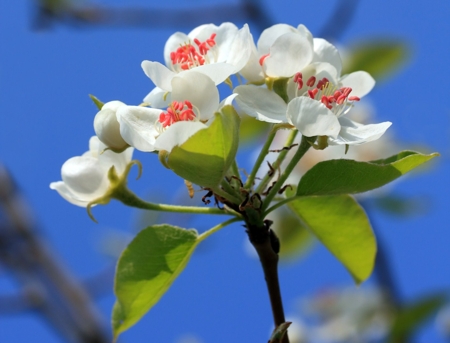 Pear Blossom