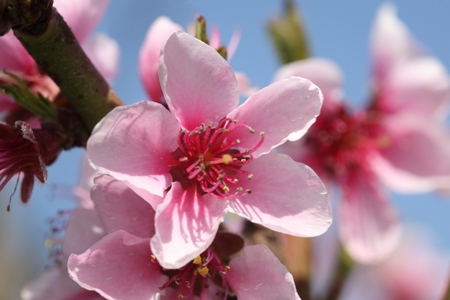 Peach Blossom