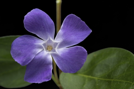 Periwinkle (Blue)