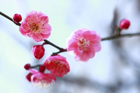 Plum Blossom