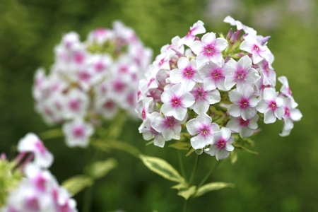 Phlox