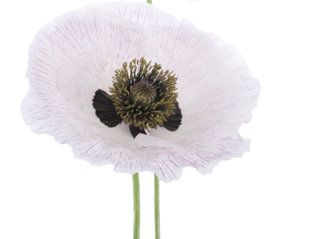 Poppy (White)